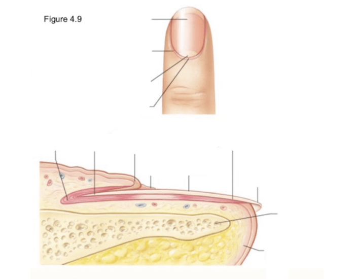 Nail Label Quiz