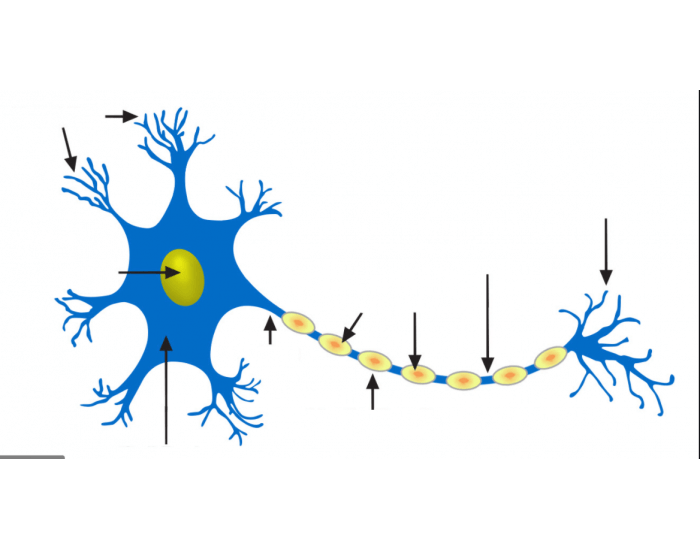 Neuron Printable Worksheet