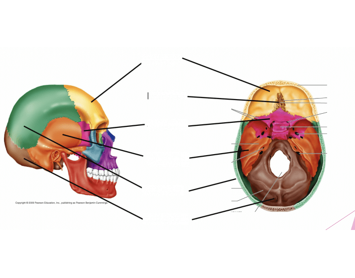 Cephalic Cranial Bones Printable Worksheet