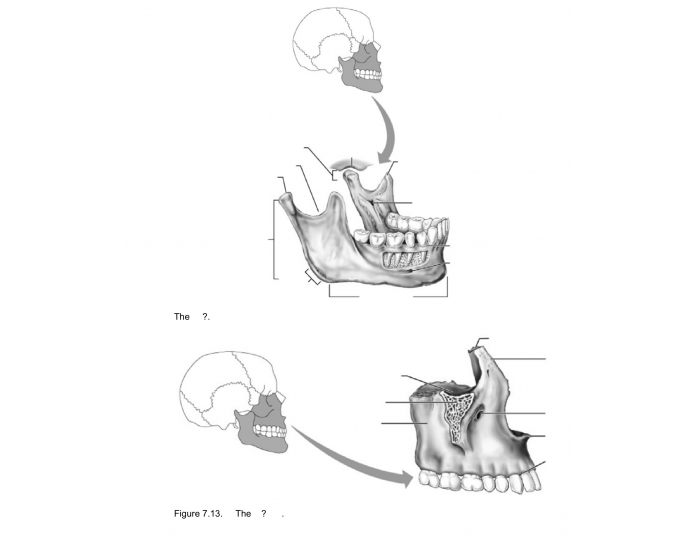 detailed anatomy of the mandible and maxilla Quiz Biology Diagrams