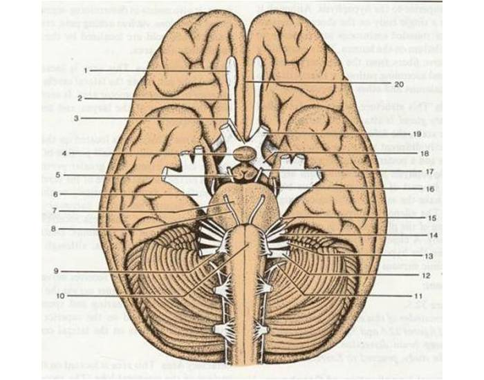 Identify the Cranial Nerves Printable Worksheet Identify the Cranial Nerves Printable Worksheet