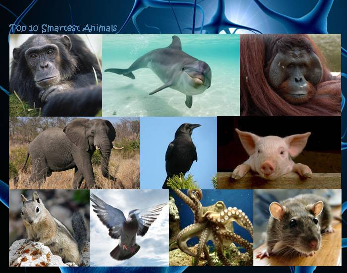 Top 10 Smartest Animals Quiz Top 10 Smartest Animals Quiz