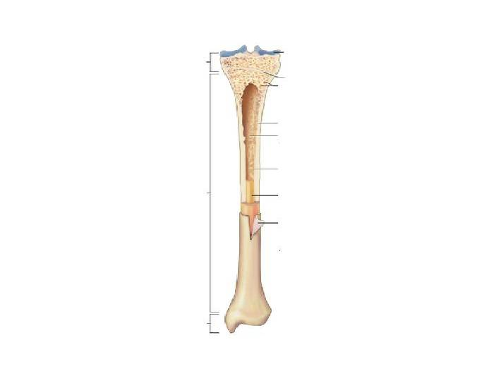 Labling Long Bone Long Bone Labeling Quiz