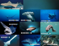 10 Unusual Sharks