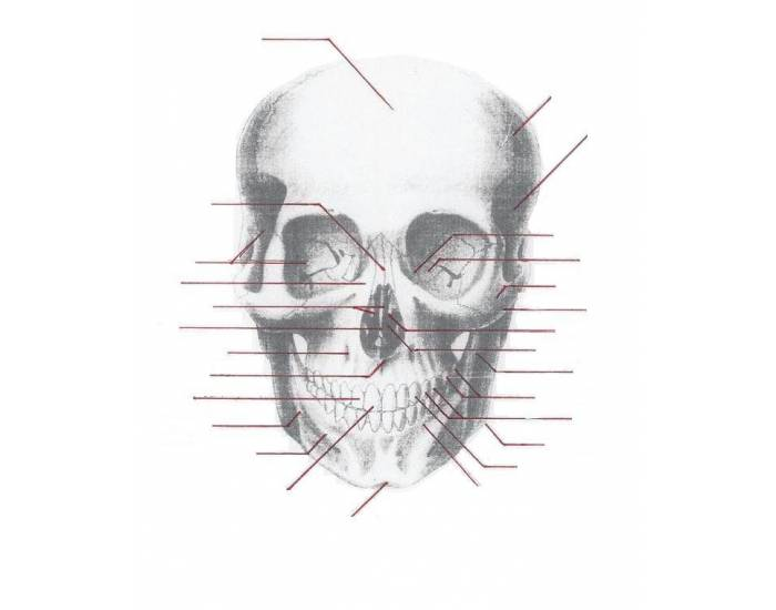 Skull Quiz