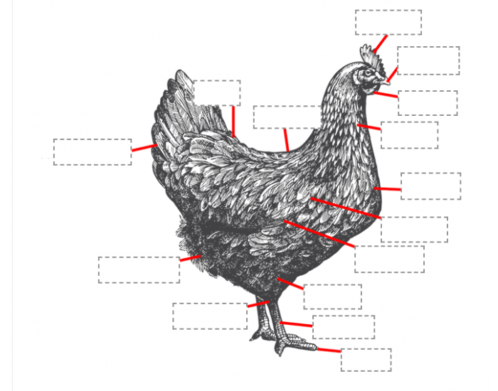 Labeling a Chicken Quiz