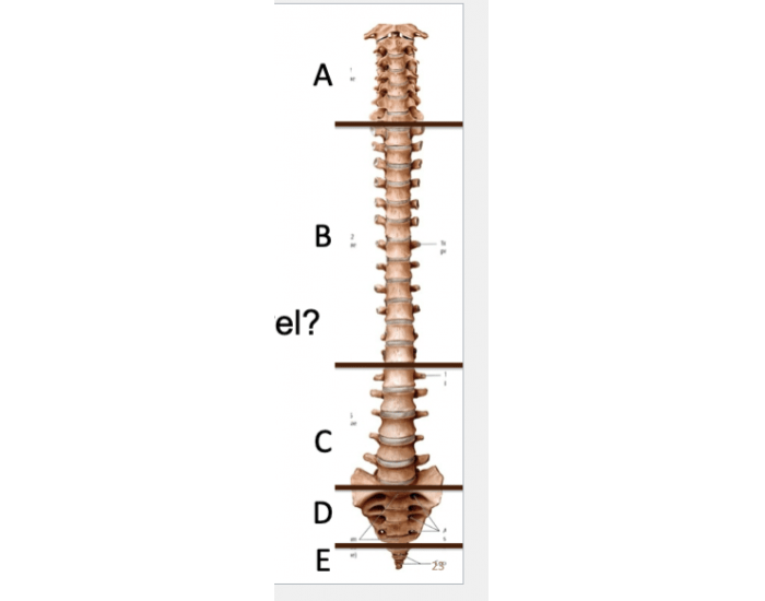 Vertebral Landmarks 1 Printable Worksheet