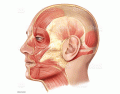 huvudets och halsens muskler latin
