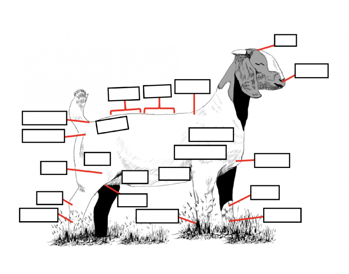 Dissected Goat External Anatomy of Doe (Goat) Quiz