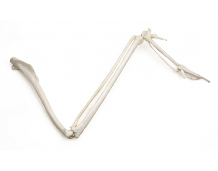 Bird Wing Anatomy Quiz Bird Wing Anatomy Quiz