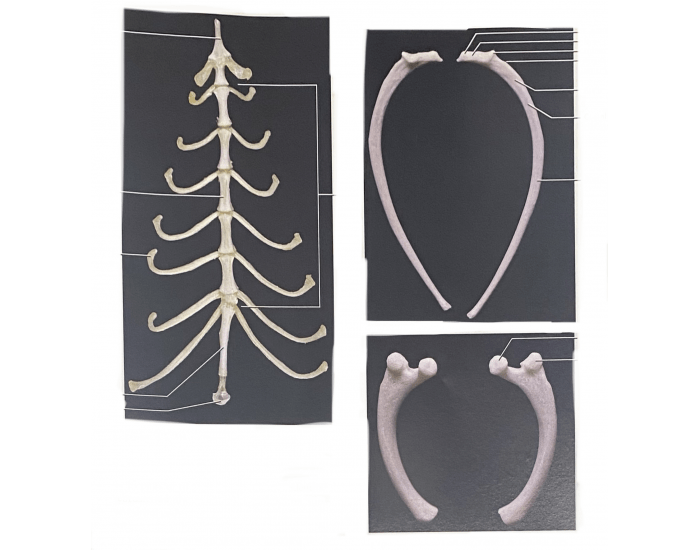 Cat Ribs Side View Cat Sternum and Ribs Quiz