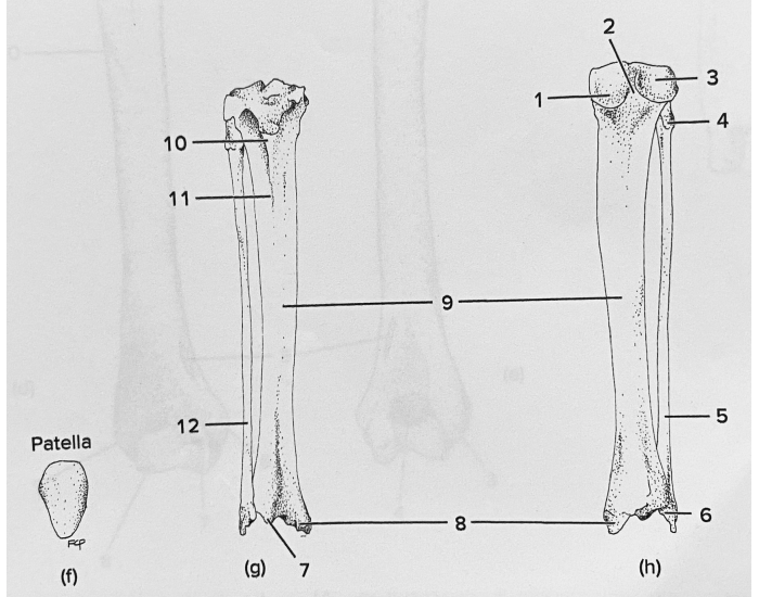 Cat Anatomy: Tibia & Fibula Quiz