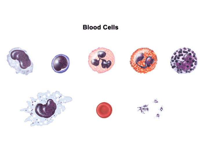 Identifying blood cells — Printable Worksheet