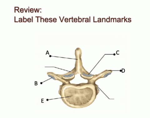Vertebral Landmarks 1 Printable Worksheet
