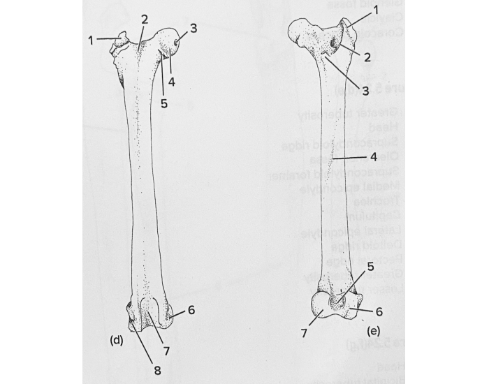 Cat Anatomy Femur — Printable Worksheet