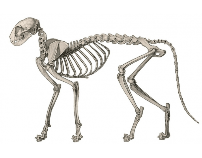 Cat Axial & Limb Anatomy Quiz