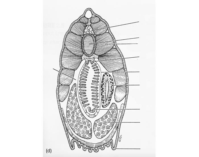 Amphioxus Cs Amphioxus Anatomy - Anterior Cross Section Quiz