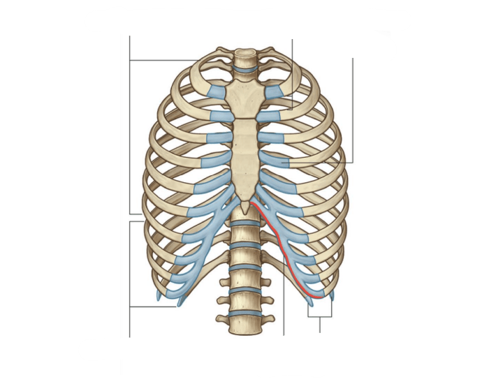 Unannotated Ribs Ribs labeling Quiz