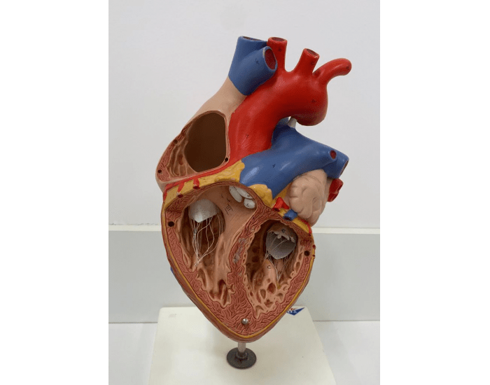 Sistema Cardiovascular - Anatomia Quiz