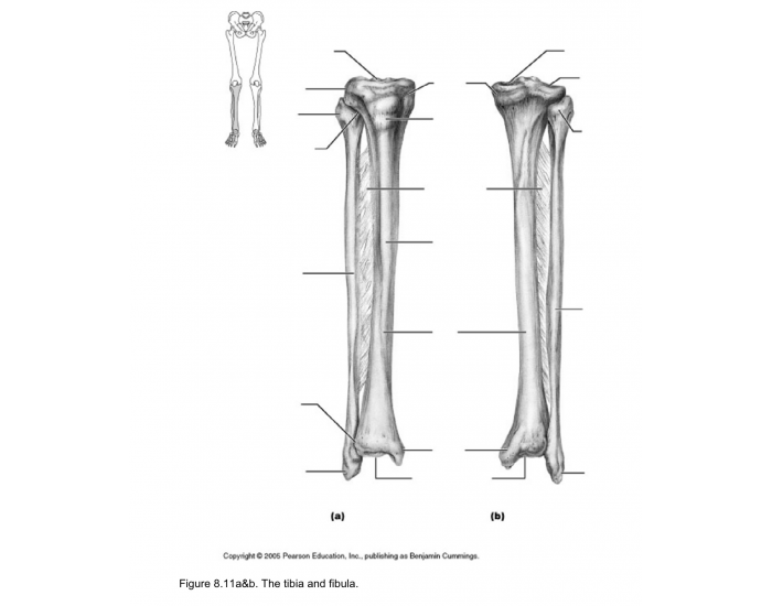 tibia and fibula Quiz