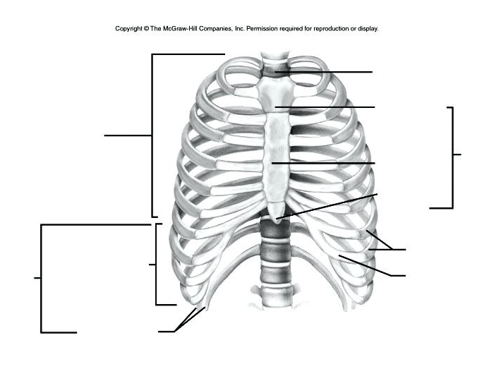Vertebral Column Labeling Vertebral Column Printable Worksheet
