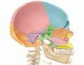 Medial View of Sagittal Section of Skull