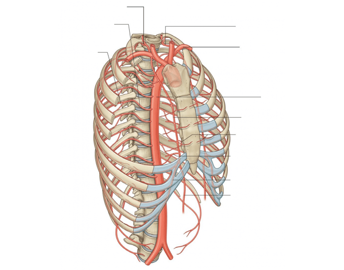 Artérias do tórax Quiz
