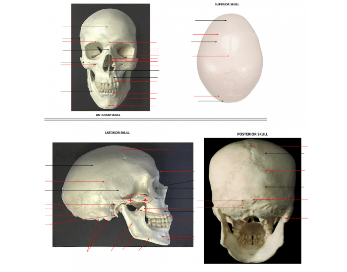 bones-of-the-skull-face-printable-worksheet