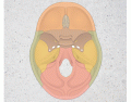 Superior view of sphenoid bone in floor of cranium