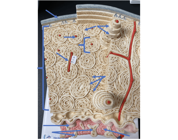 BIOL111L 5.4 Structure of compact bone - model Quiz