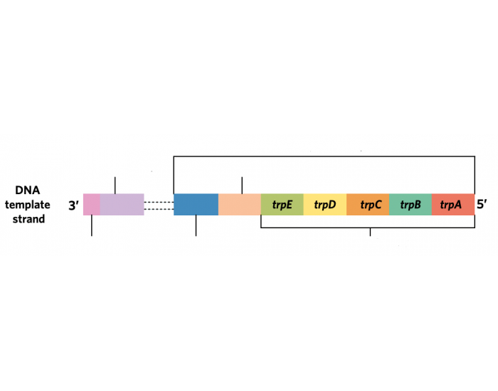 Trp Operon Quiz