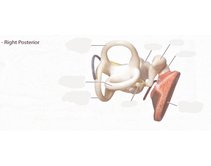Posterior Ear Rotation Ear - Right Posterior Quiz