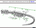 Skelet van een Krokodilachtige
