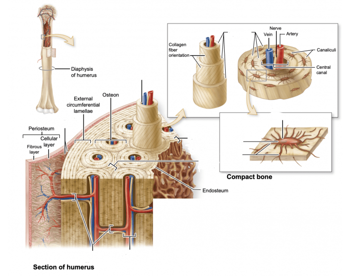 Compact Bone Quiz