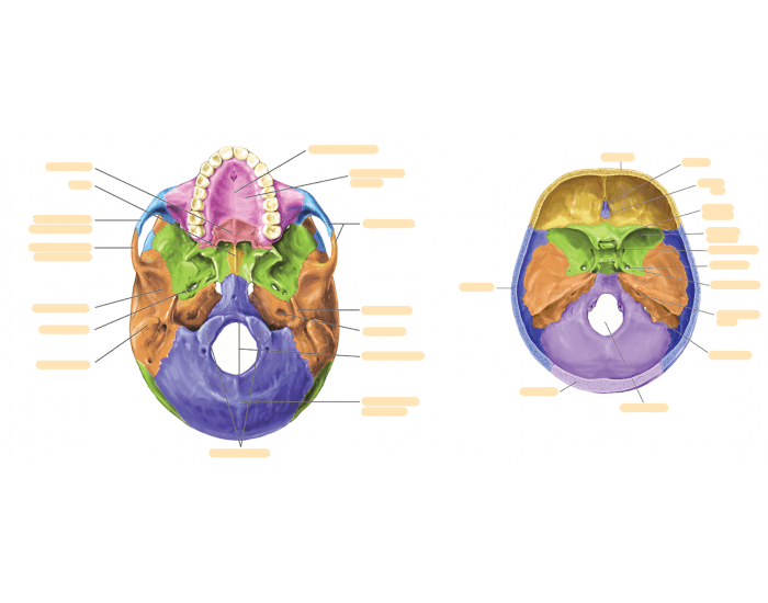 inferior view & superior view of skull Quiz