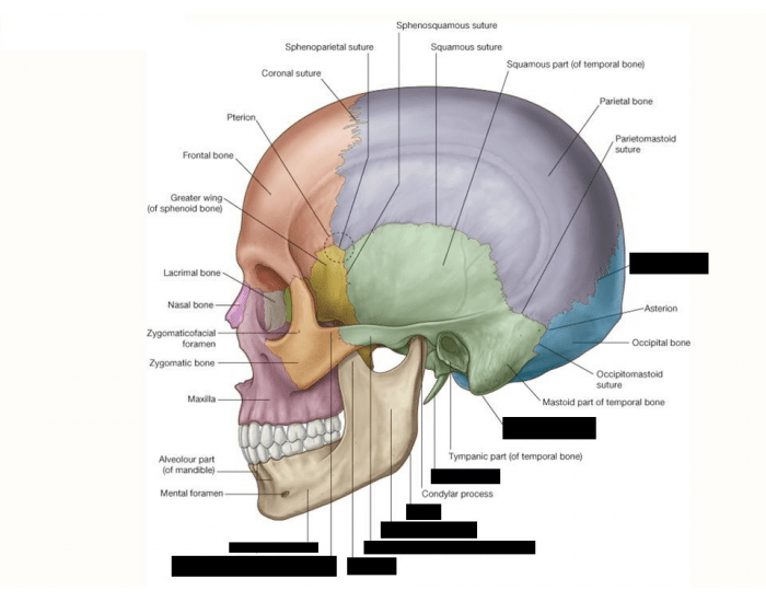 Skull Part 2 Quiz