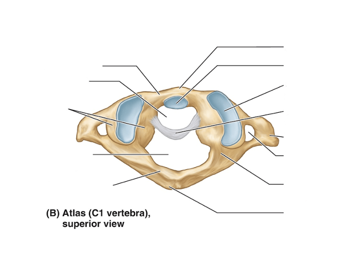 Atlas Vertebra Superior View