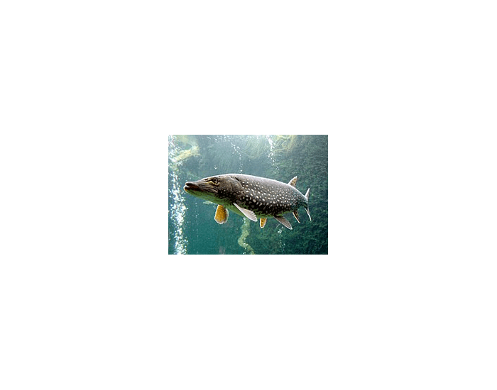 Fish2 fish2.o Quiz