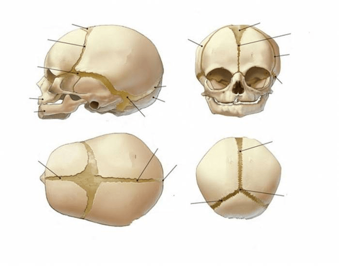 Skull Ridges Baby Newborn Skull Quiz