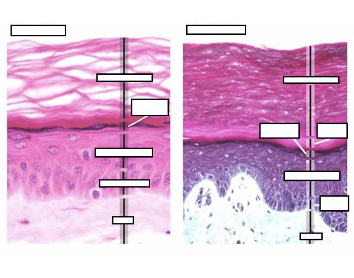 Layers Superficial to Deep Quiz Biology Diagrams