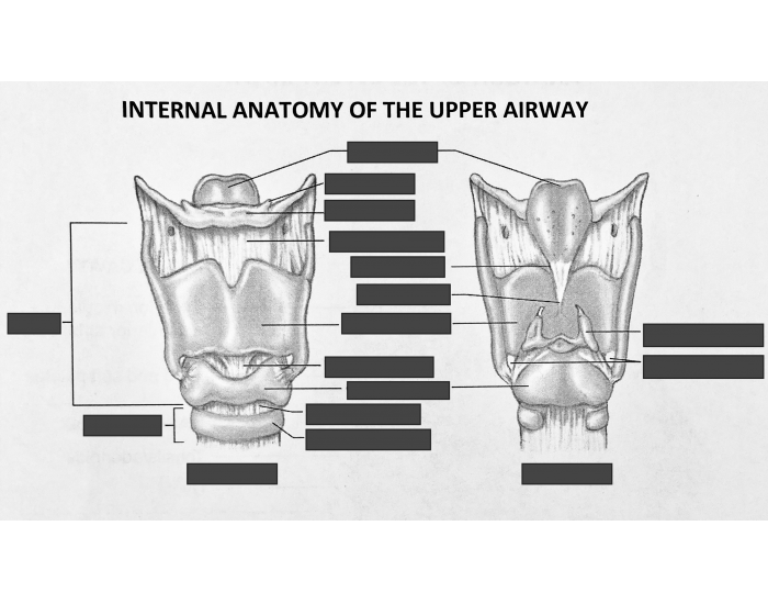 Internal Anatomy of the Upper Airway II Quiz