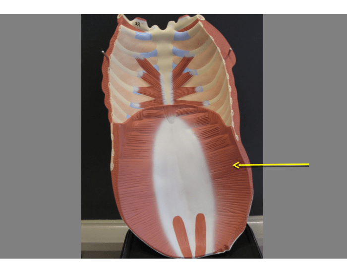 Muscle Shell Lining Stomach muscle lining on model Quiz