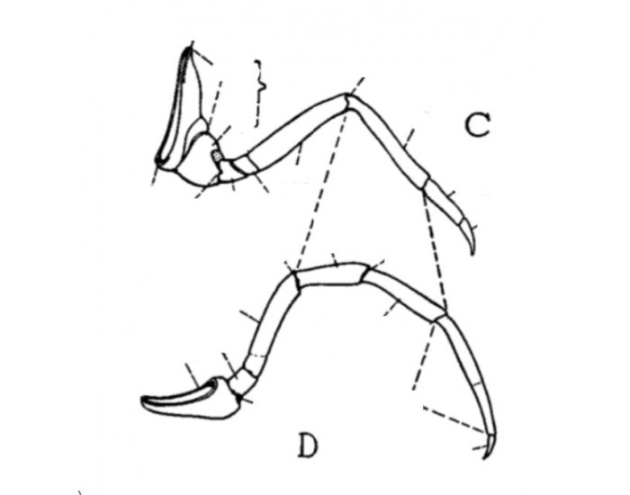 Leg segments Quiz