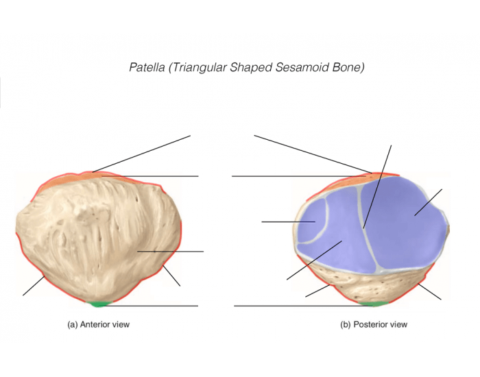 Interpatella Patella Quiz