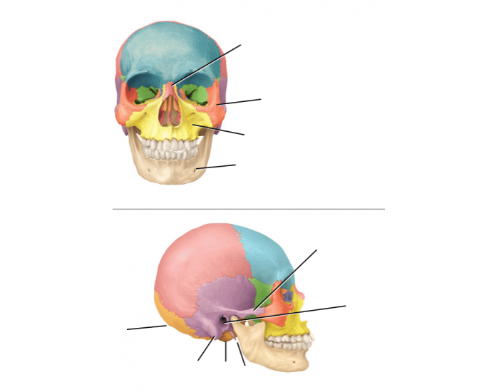 Facial Cranial Bones Landmarks Printable Worksheet