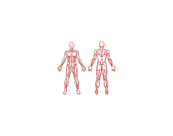 17 Muscles Quiz