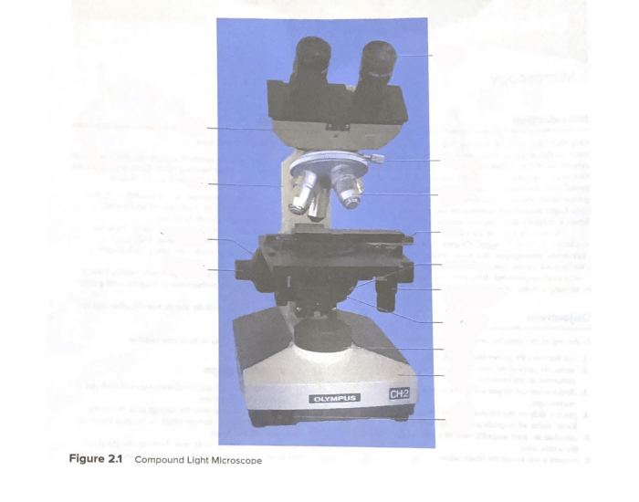 Compound Light Microscope Questions Compound Light Microscope Quiz at Dane Lott blog