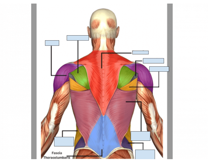 Superfical Back muscles Quiz