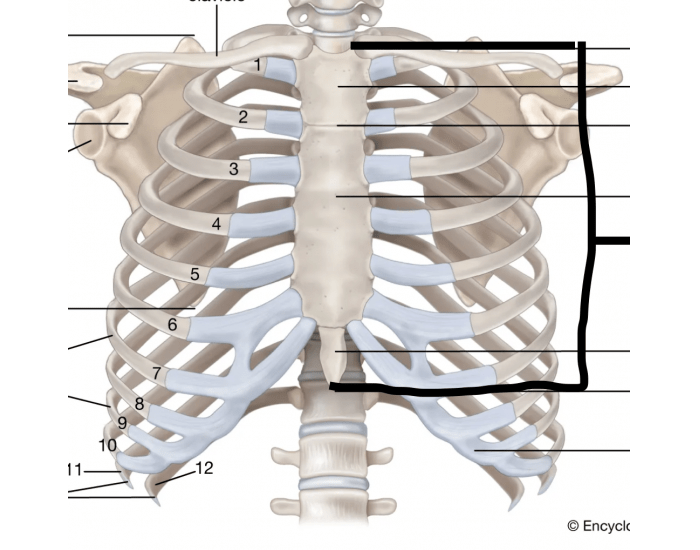 lateral view of tib-fib anatomy — Printable Worksheet