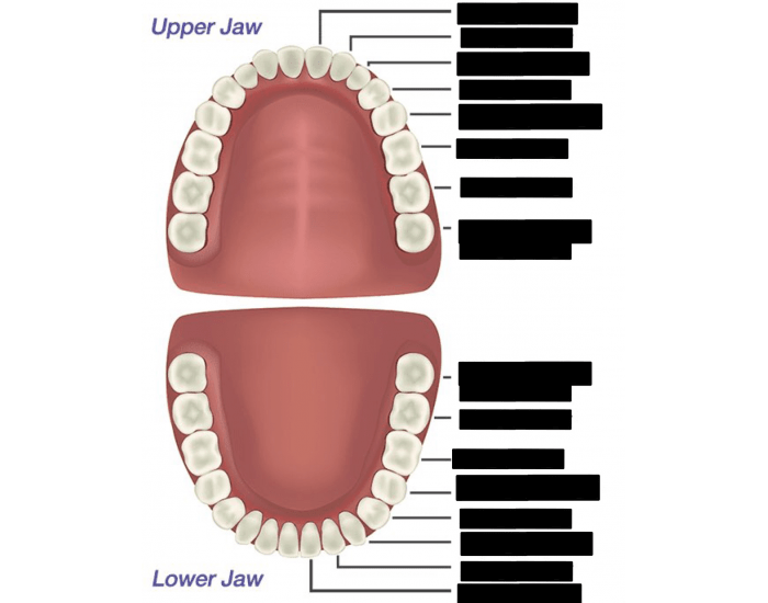 Teeth labeled Quiz